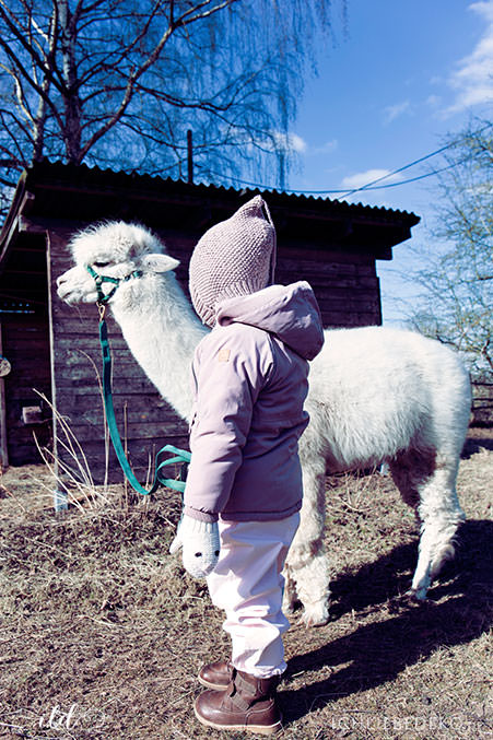 besuch-mit-kindern-auf-alpakafarm