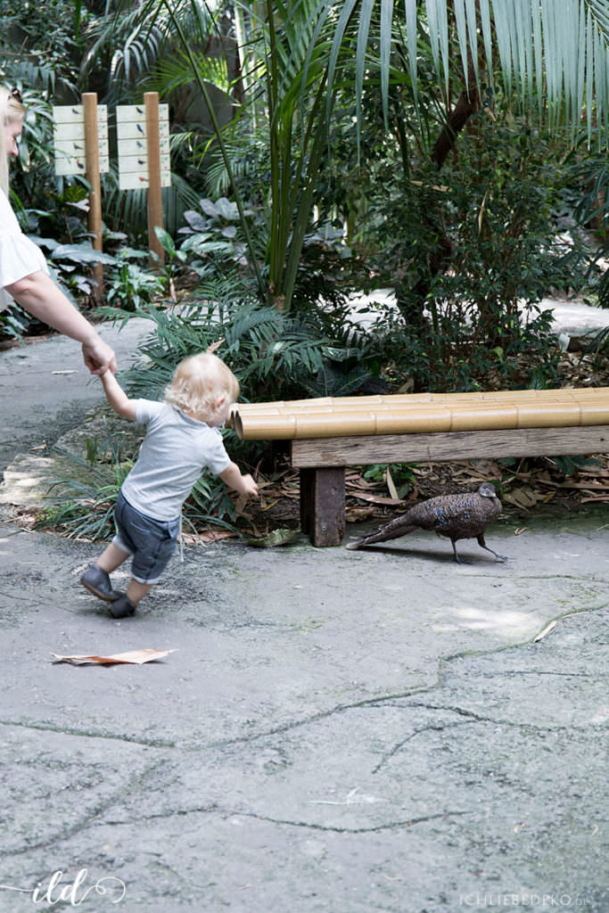 besuch-vogelhaus-zoo-berlin-mit-kindern