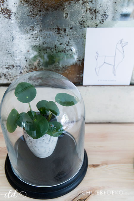 mini-pilea-unter-glasglocke