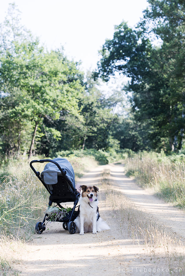 spaziergang-mit-hund-und-kind-im-baby-jogger-city-tour-lux