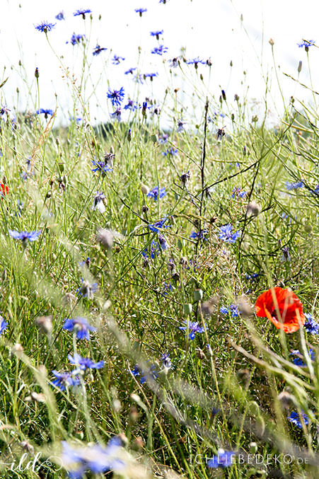 wildblumenwiese-im-sommer