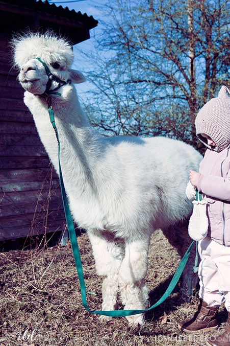 winterspaziergang-mit-kindern-und-alpaka